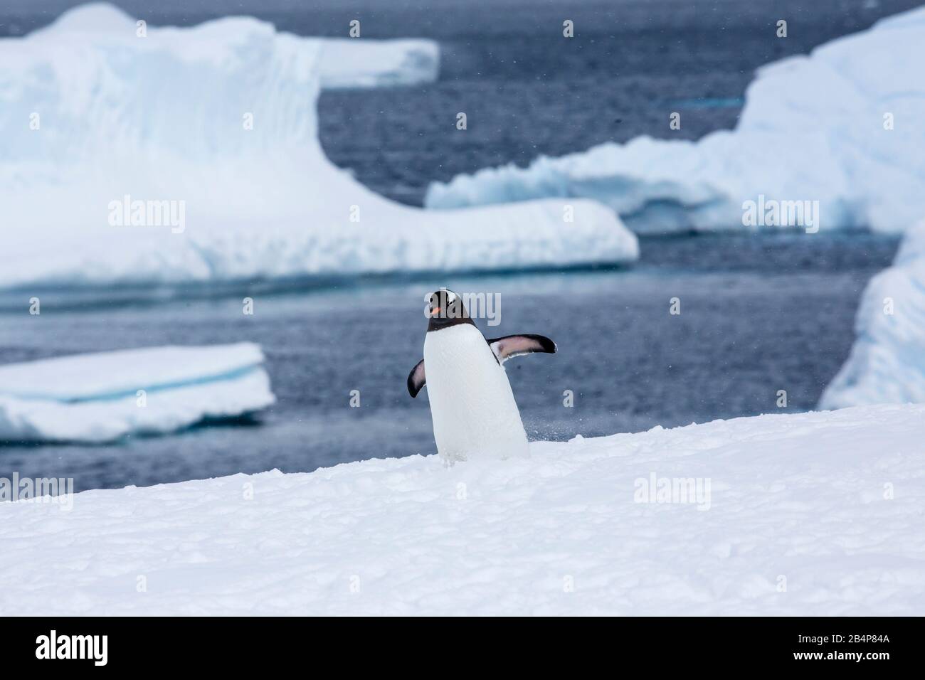 Gentoo Penguin (Pygoscelis papouasie) à l'île de Cuverville, en Antarctique Banque D'Images