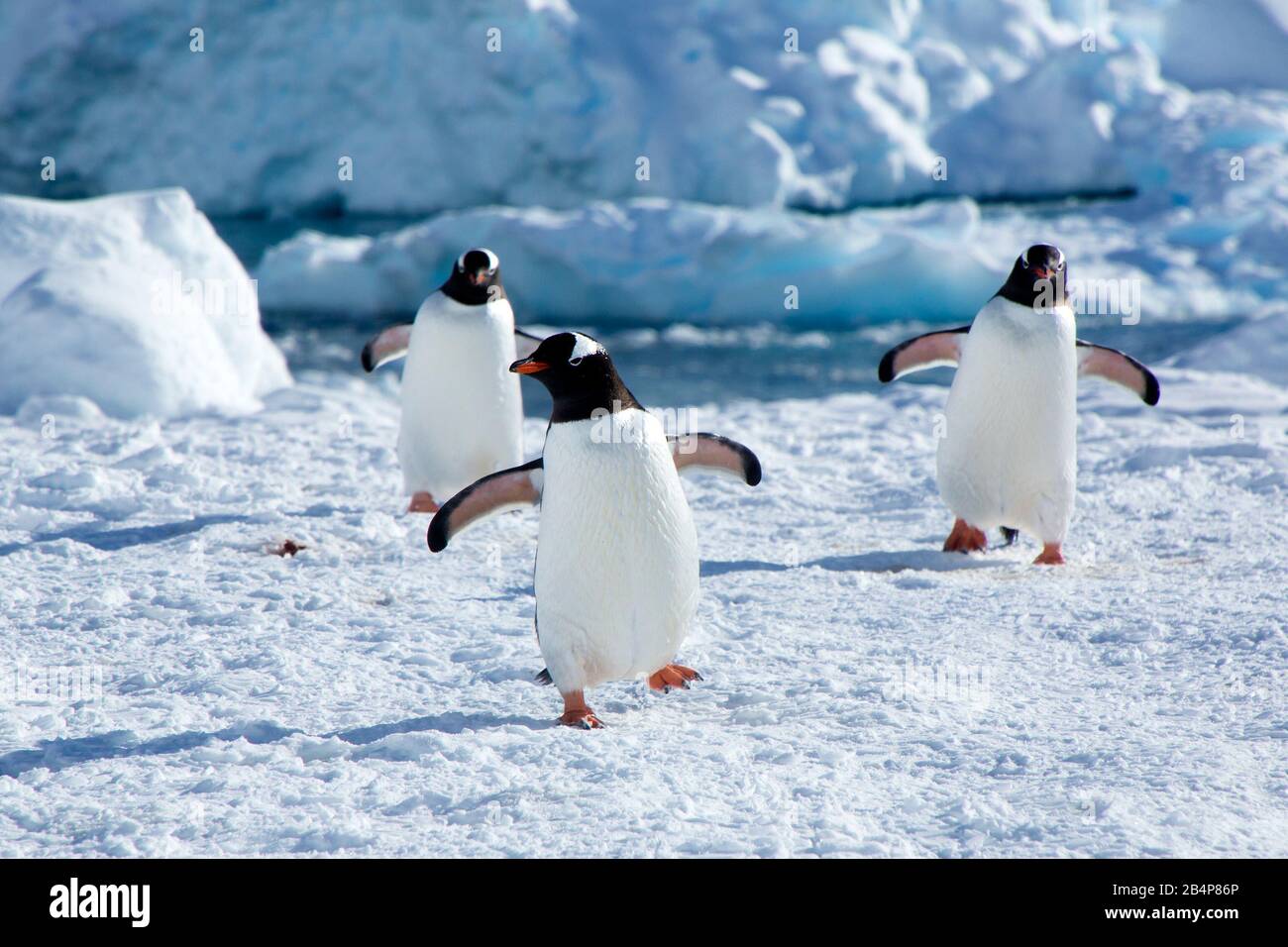 Gentoo Penguin (Pygoscelis papouasie) dans le port de Neko dans l'Antarctique Banque D'Images