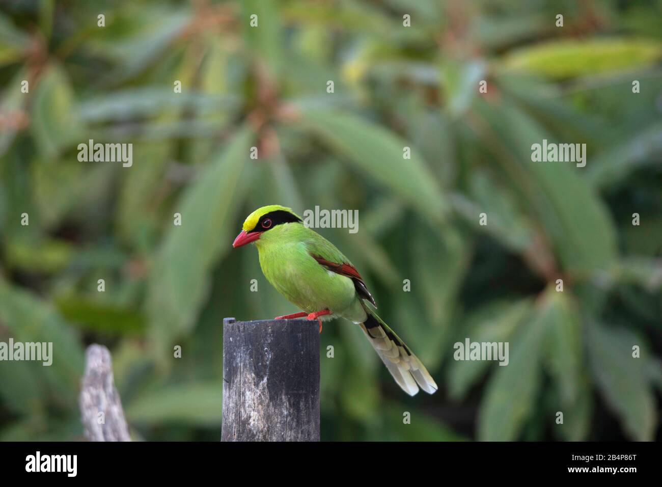 Green Magpie, Cissa Chinensis, Okre, Sikkim, Inde Banque D'Images