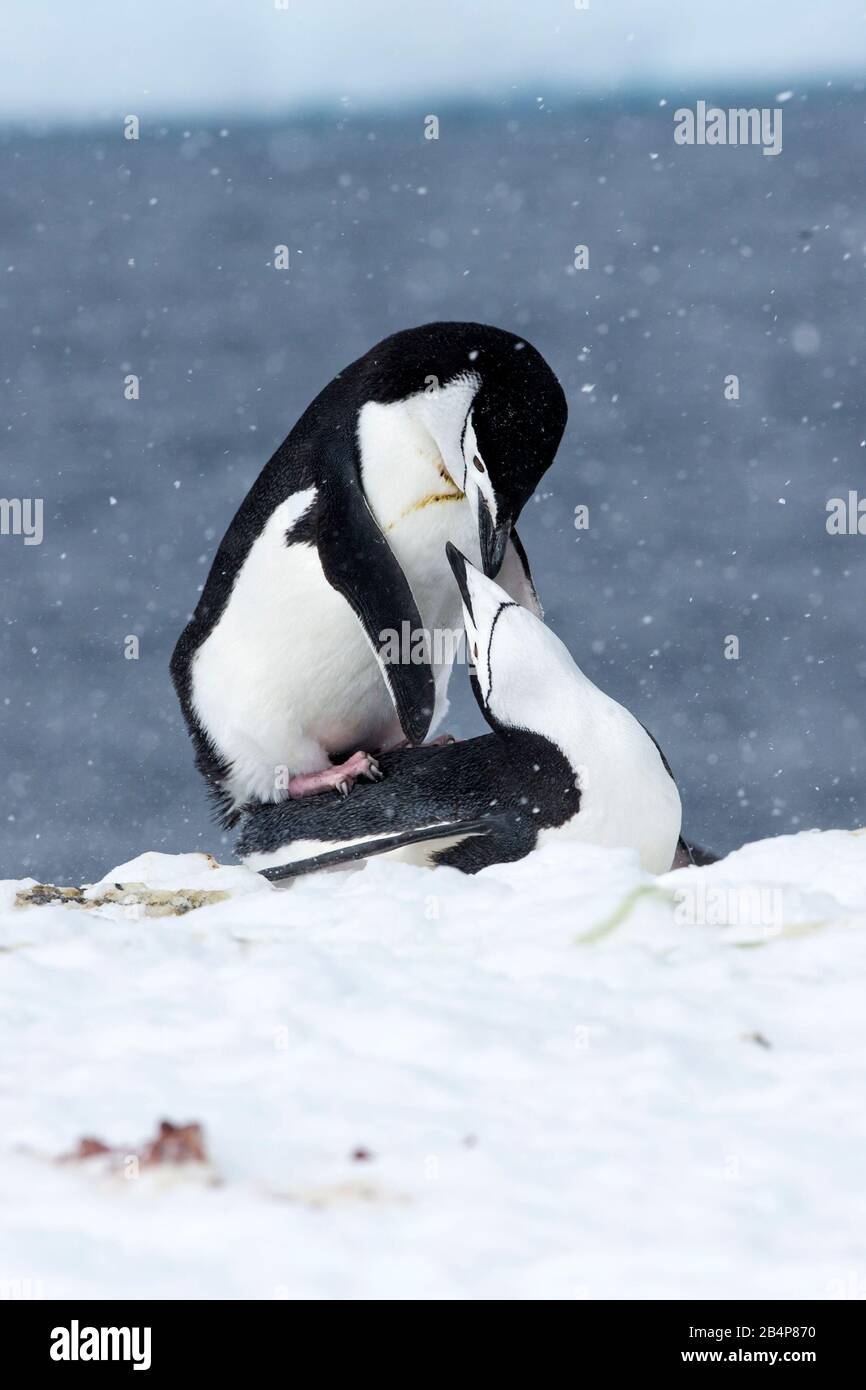 Les pingouins à chinstrap (Pygoscelis antarcticus) se sont joints à Orne Island, en Antarctique Banque D'Images