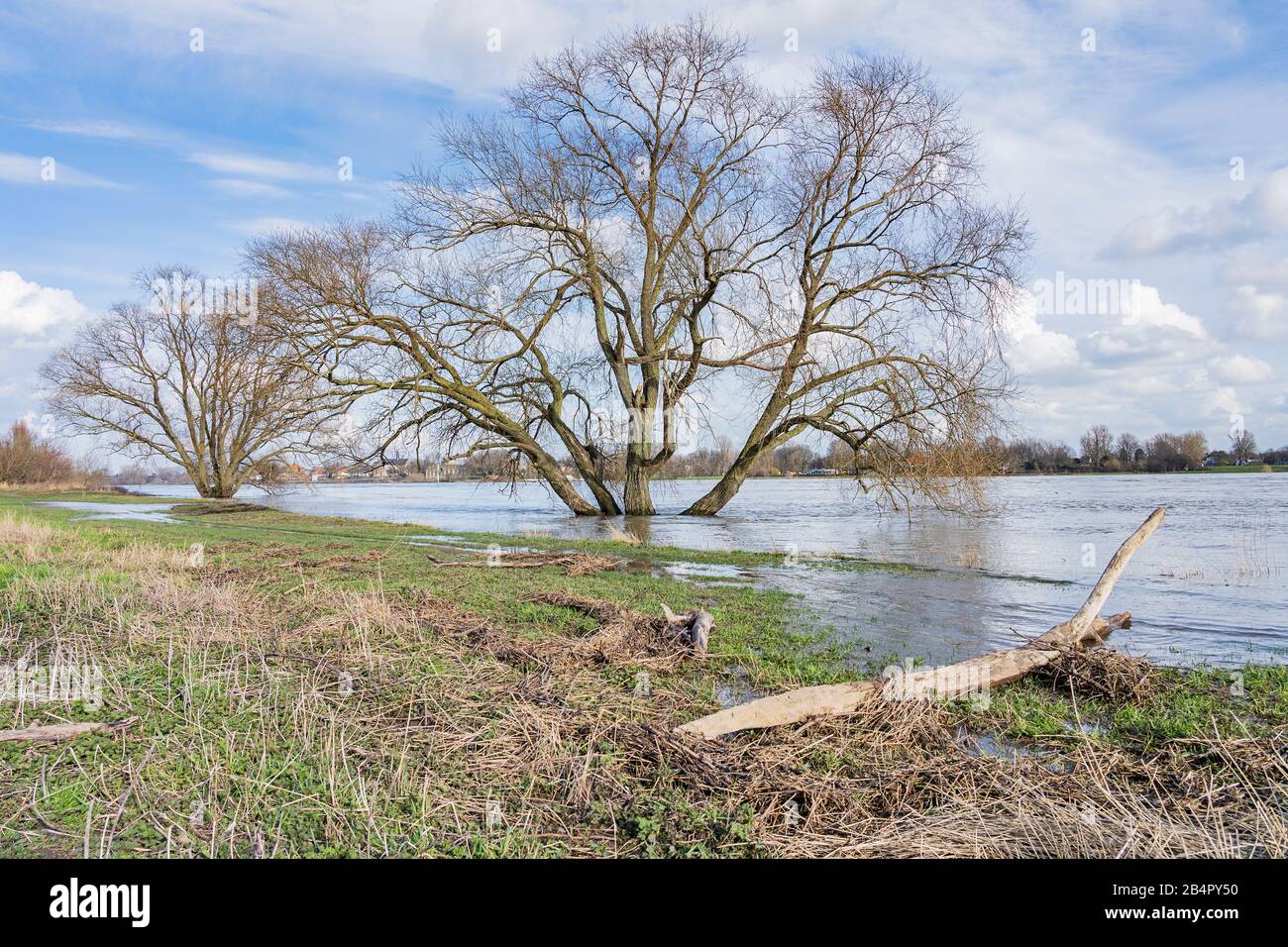 Düsseldorf - vue sur le bois mort au bord de l'eau proche Rhin, Rhénanie du Nord Westphalie, Allemagne, 04.03.2020 Banque D'Images