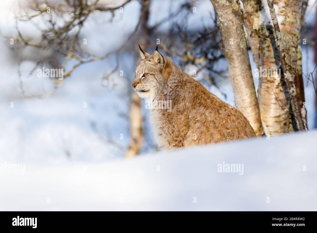 Chat sauvage assis sur la neige par des arbres nus au parc Banque D'Images