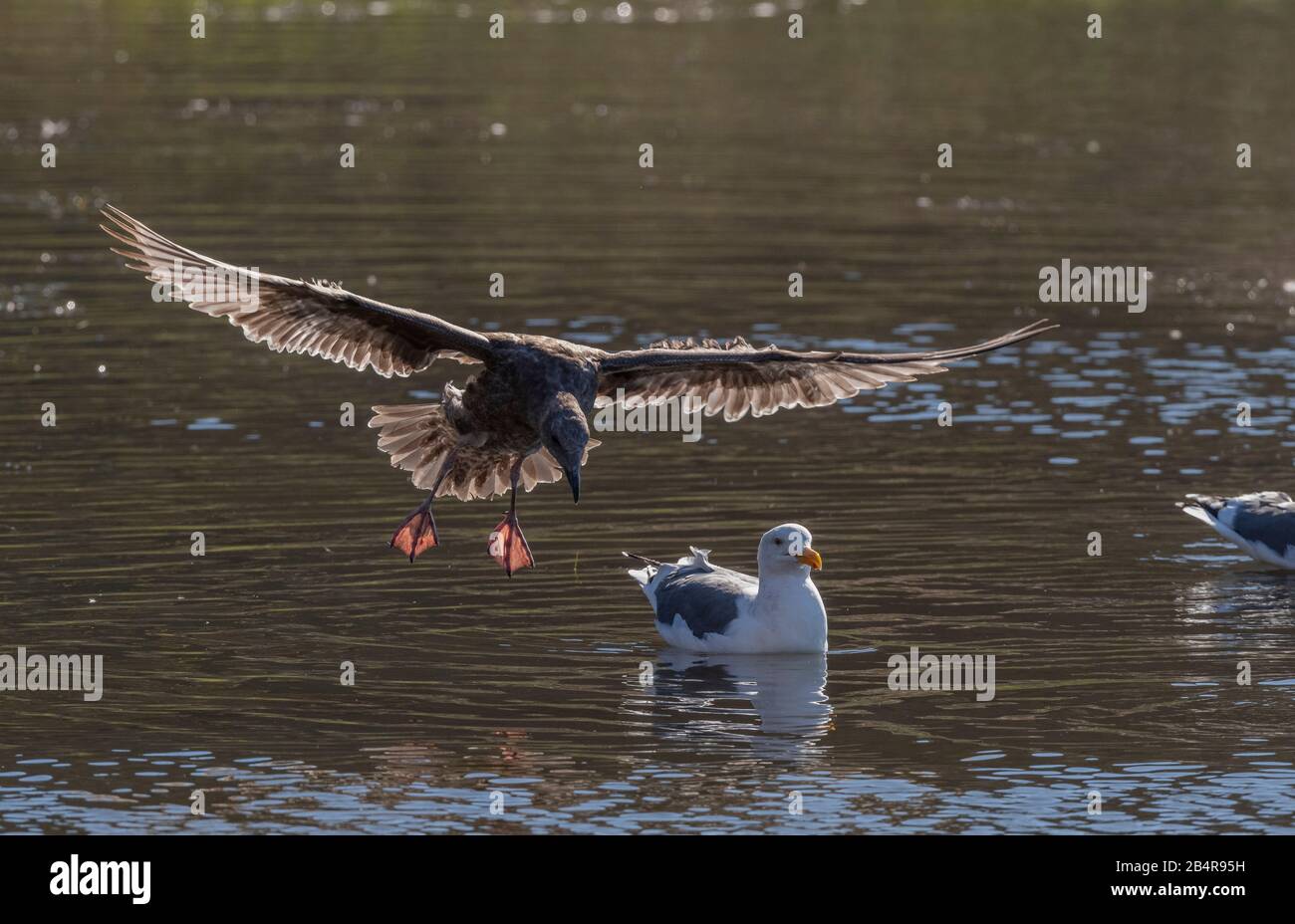 Immatures premier hiver mouette occidentale, Larus occidentalis, en vol, atterrissage par adulte; côte du centre de la Californie. Banque D'Images