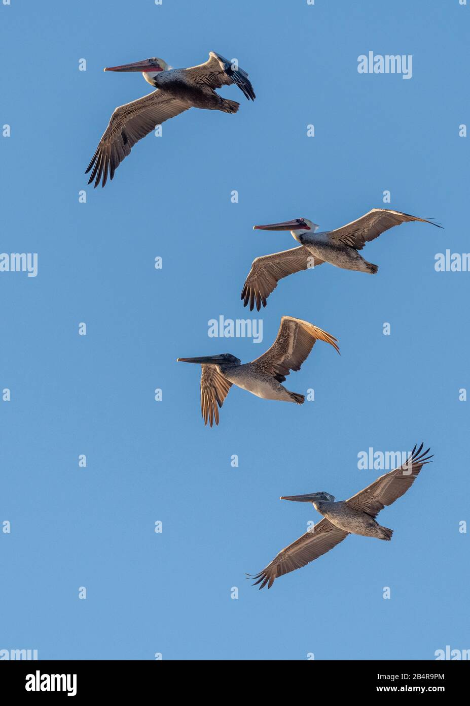 Pélican brun, Pelecanus occidentalis en vol, plumage d'hiver; côte californienne. Banque D'Images