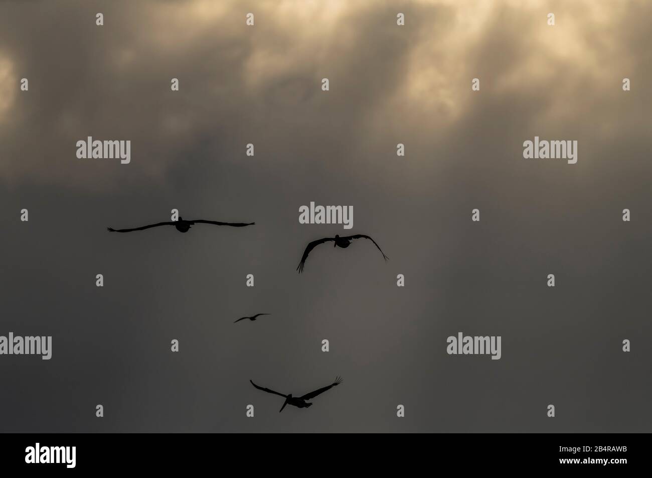 Pélicans bruns, Pelecanus occidentalis en vol dans une soirée pluviale; côte californienne. Banque D'Images