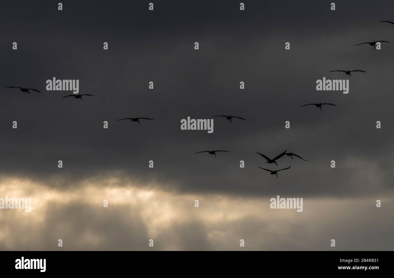 Pélicans bruns, Pelecanus occidentalis en vol dans une soirée pluviale; côte californienne. Banque D'Images