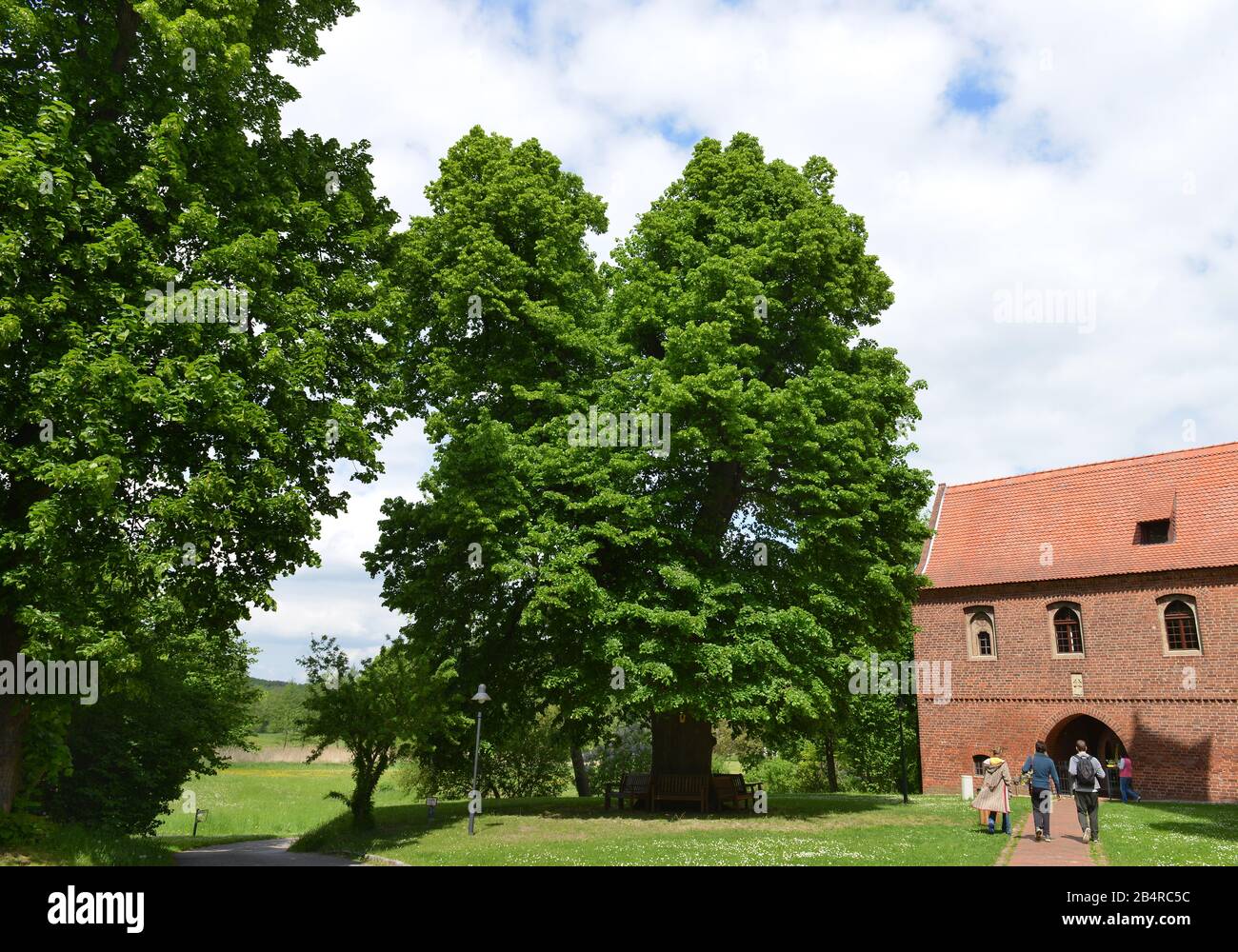 Linde, Naturdenkmal, Kloster Lehnin, Brandebourg, Allemagne Banque D'Images