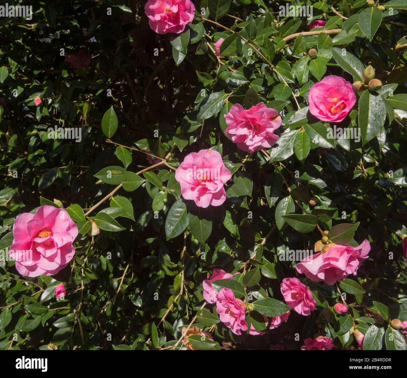 Arbuste Camellia rose À Fleurs d'hiver (Camellia x williamsii 'Brigadoon') dans un jardin boisé dans les Cornouailles rurales, Angleterre, Royaume-Uni Banque D'Images