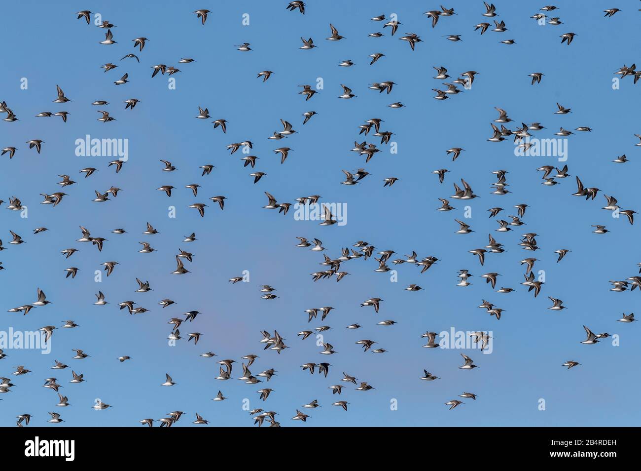 Troupeau de Dunlin, Calidris alpina pacifica, sur la côte californienne, au début de l'hiver. Banque D'Images