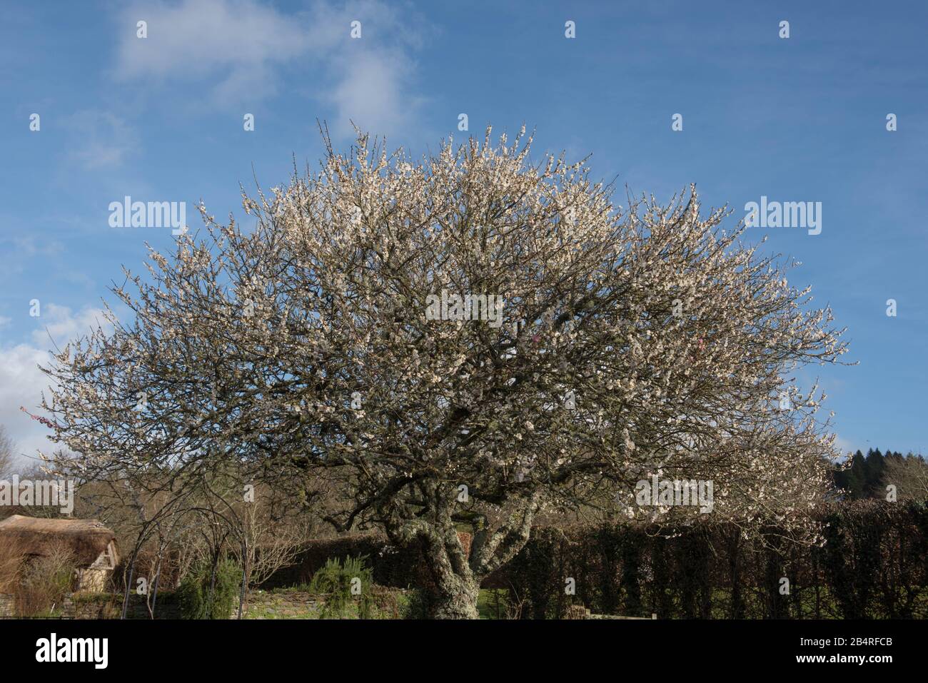 Winter Blossom of an Ornamental Japanese Apricot Tree (Prunus mume 'Omoi-no-mama') dans un jardin à Rural Devon, Angleterre, Royaume-Uni Banque D'Images