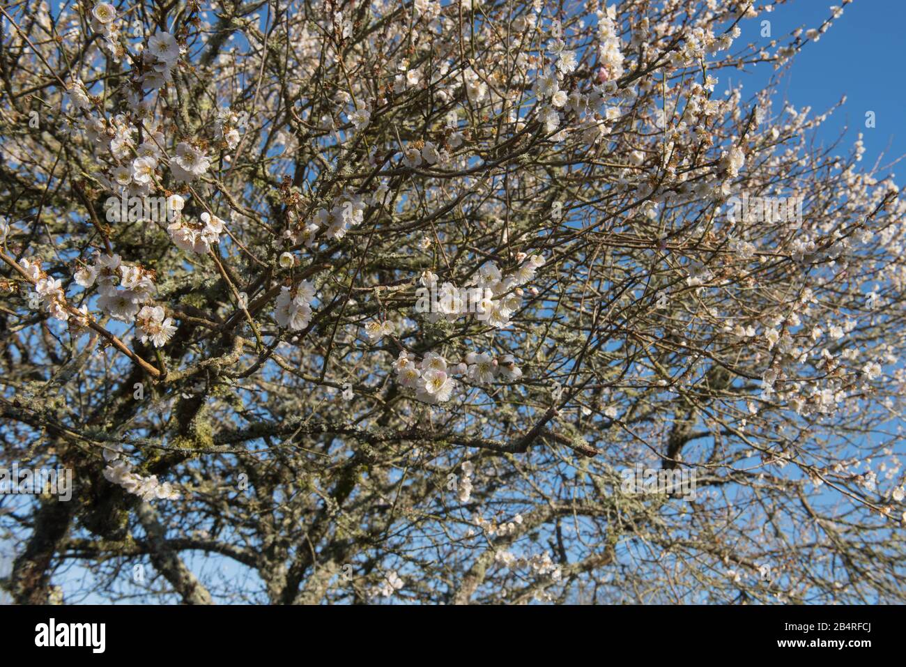 Winter Blossom of an Ornamental Japanese Apricot Tree (Prunus mume 'Omoi-no-mama') dans un jardin à Rural Devon, Angleterre, Royaume-Uni Banque D'Images