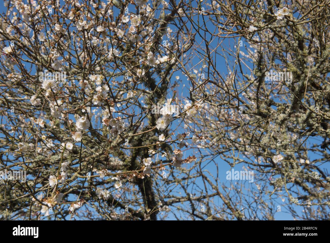 Winter Blossom of an Ornamental Japanese Apricot Tree (Prunus mume 'Omoi-no-mama') dans un jardin à Rural Devon, Angleterre, Royaume-Uni Banque D'Images