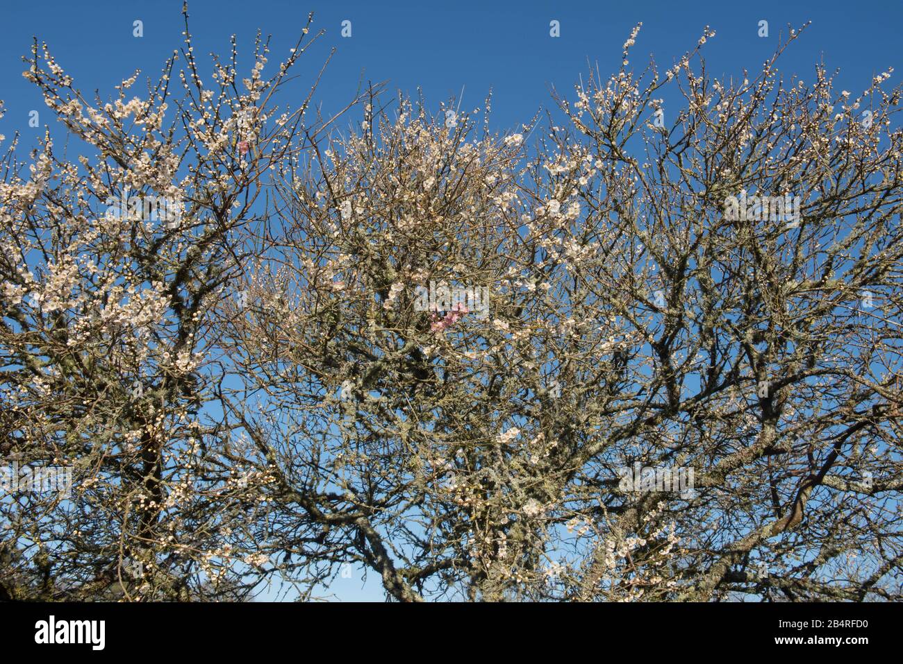 Winter Blossom of an Ornamental Japanese Apricot Tree (Prunus mume 'Omoi-no-mama') dans un jardin à Rural Devon, Angleterre, Royaume-Uni Banque D'Images