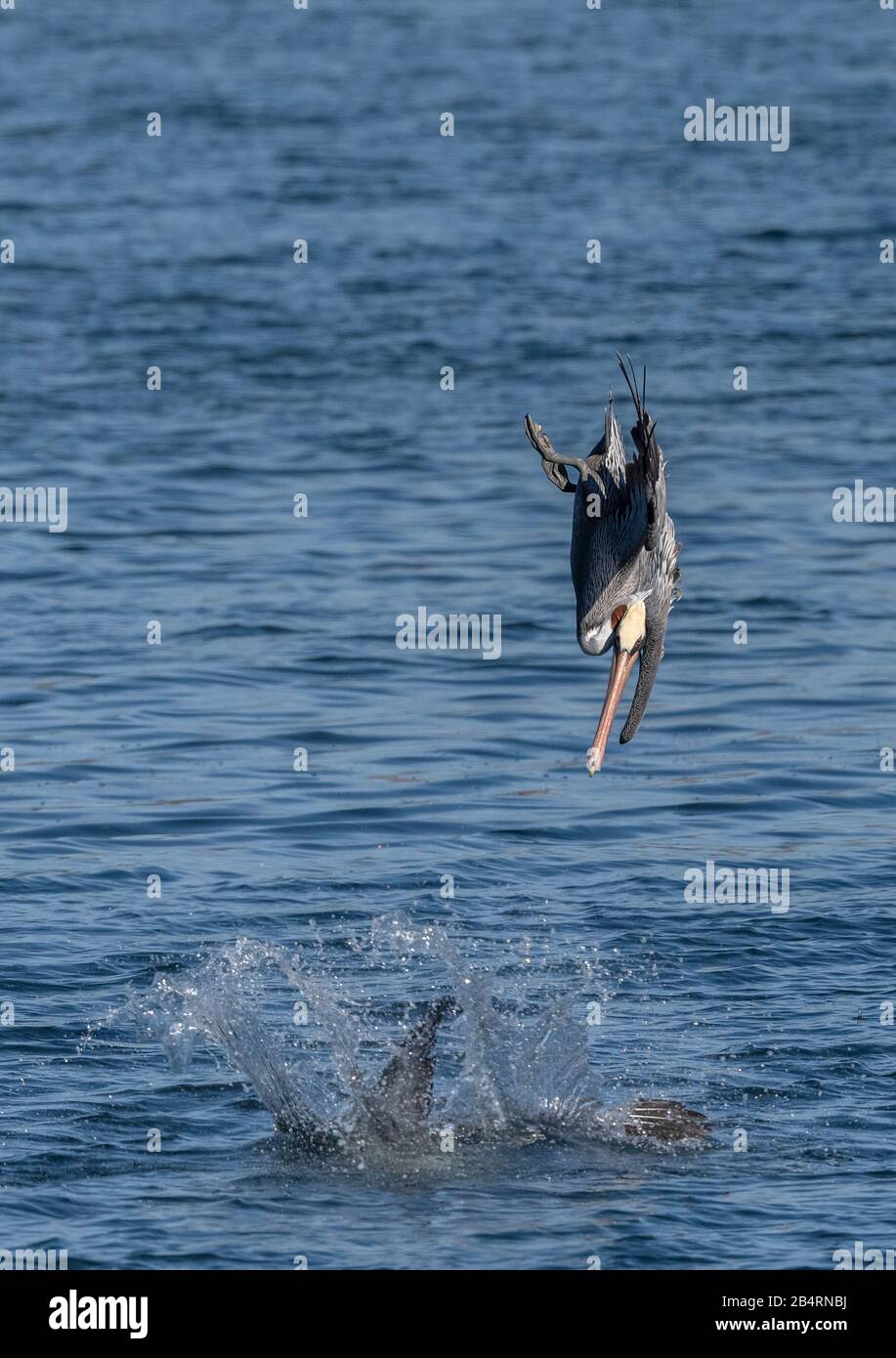 Pélicans bruns, pécanus occidentalis en vol, plongée pour la nourriture; plumage d'hiver; côte californienne. Banque D'Images