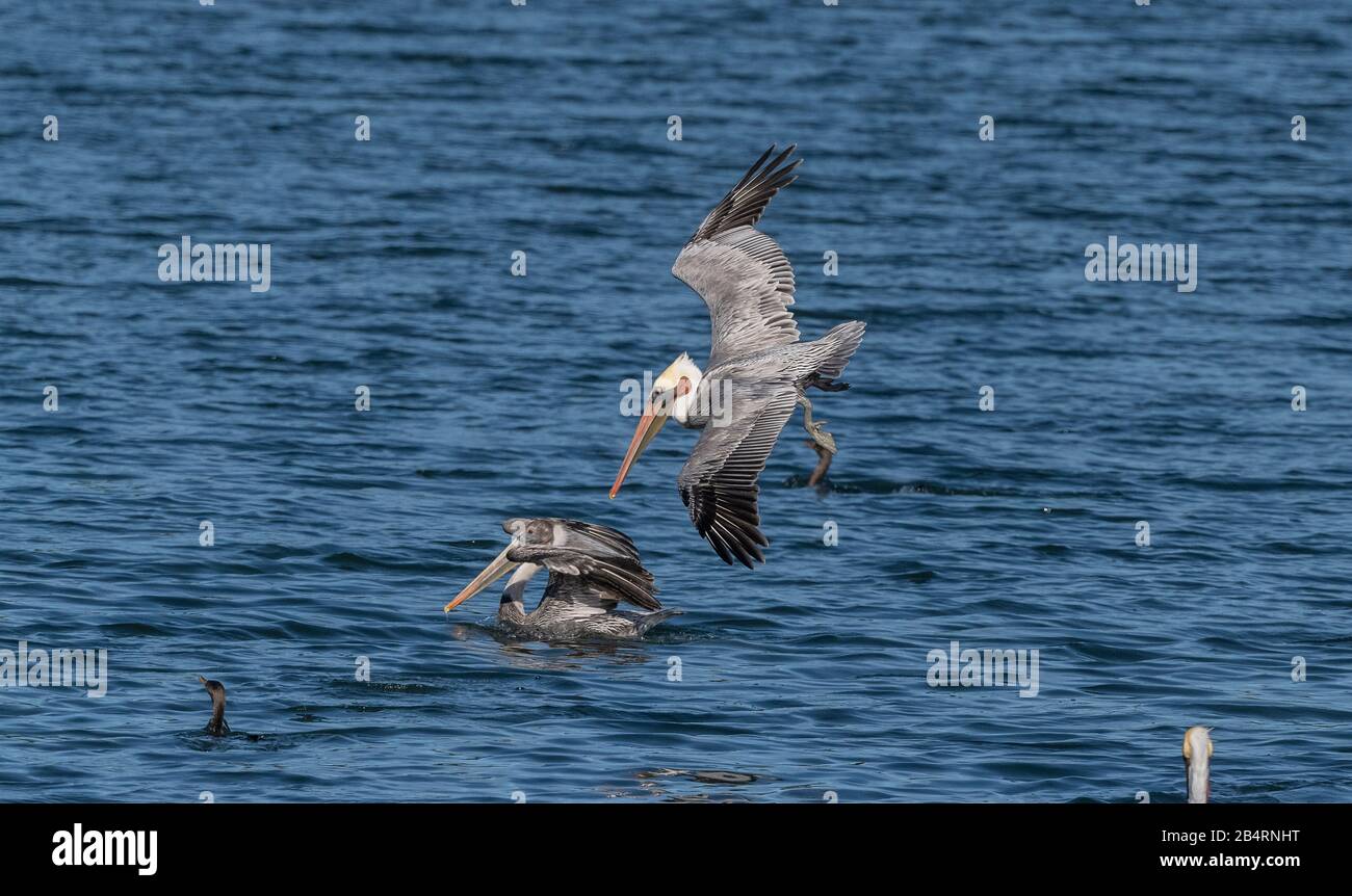 Pélicans bruns, pécanus occidentalis en vol, plongée pour la nourriture; plumage d'hiver; côte californienne. Banque D'Images