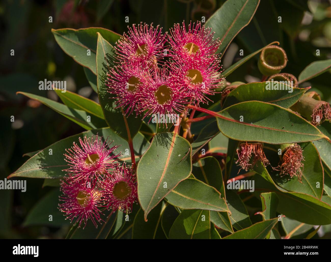 Gomme à fleurs rouges, Corymbia ficifolia, en fleur. Endémique au sud-ouest de l'Australie. Banque D'Images