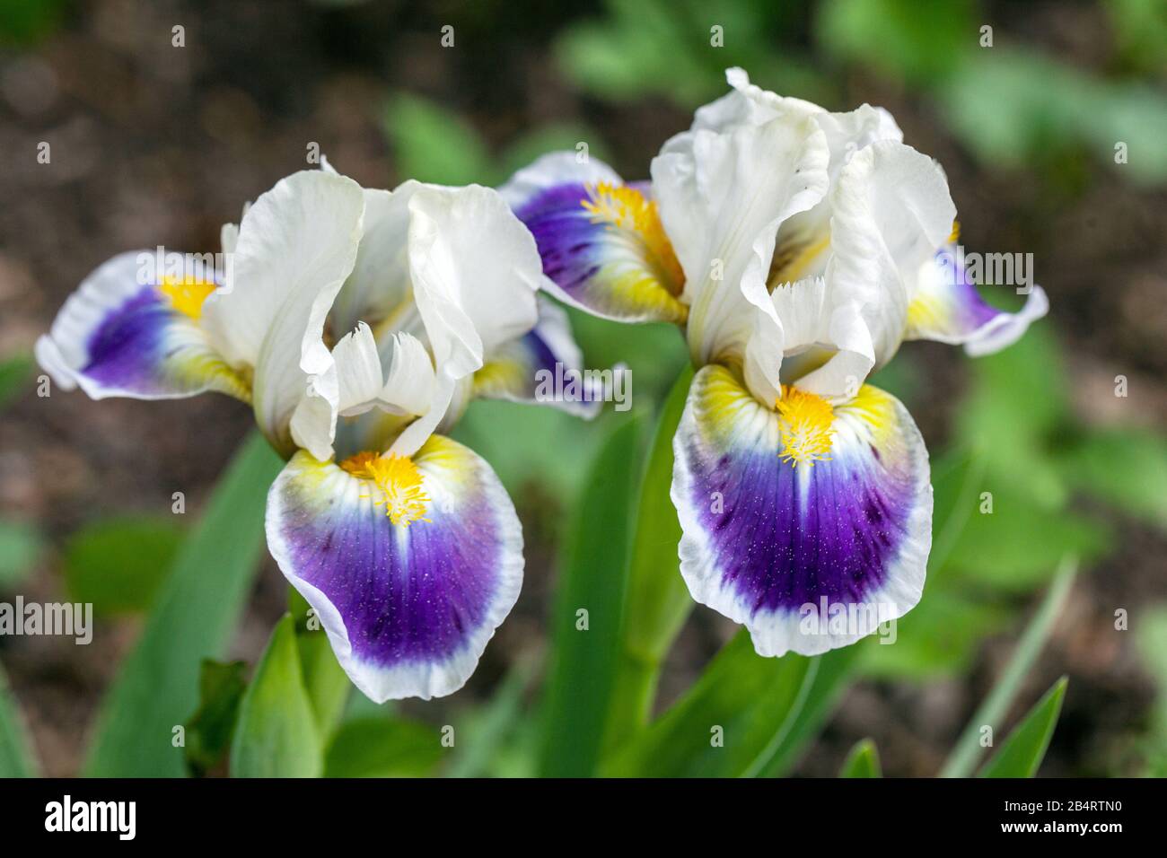 Iris à barbe nain standard « ikey Likes IT » Iris à barbe nain standard fleur blanche bleue Banque D'Images