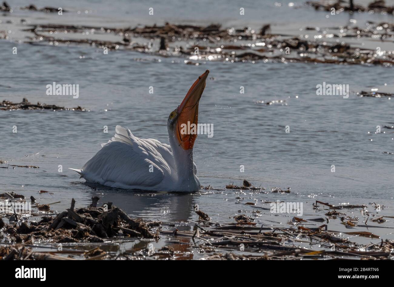 Pélican blanc américain, Pelecanus erythrorhynchos, se nourrissant sur le lac intérieur, Californie. Avec de l'eau s'est enchevêtrée sur le bec. Banque D'Images