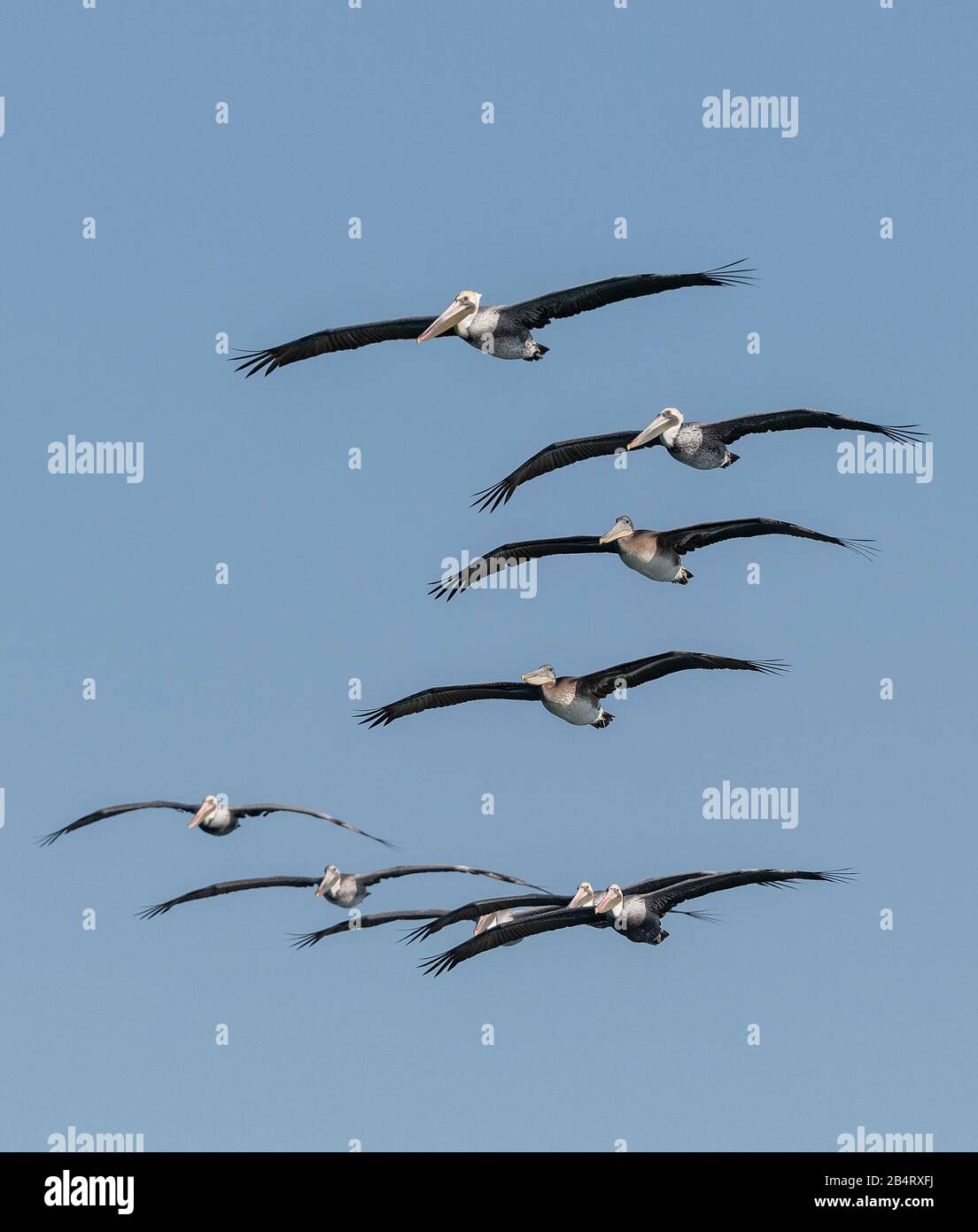 Troupeau de pélicans bruns, Pelecanus occidentalis en vol, plumage d'hiver; côte californienne. Banque D'Images