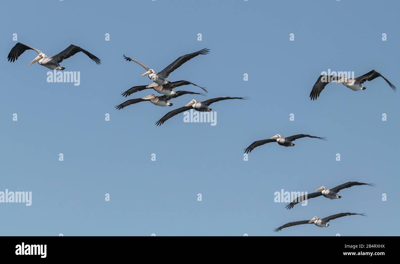 Troupeau de pélicans bruns, Pelecanus occidentalis en vol, plumage d'hiver; côte californienne. Banque D'Images