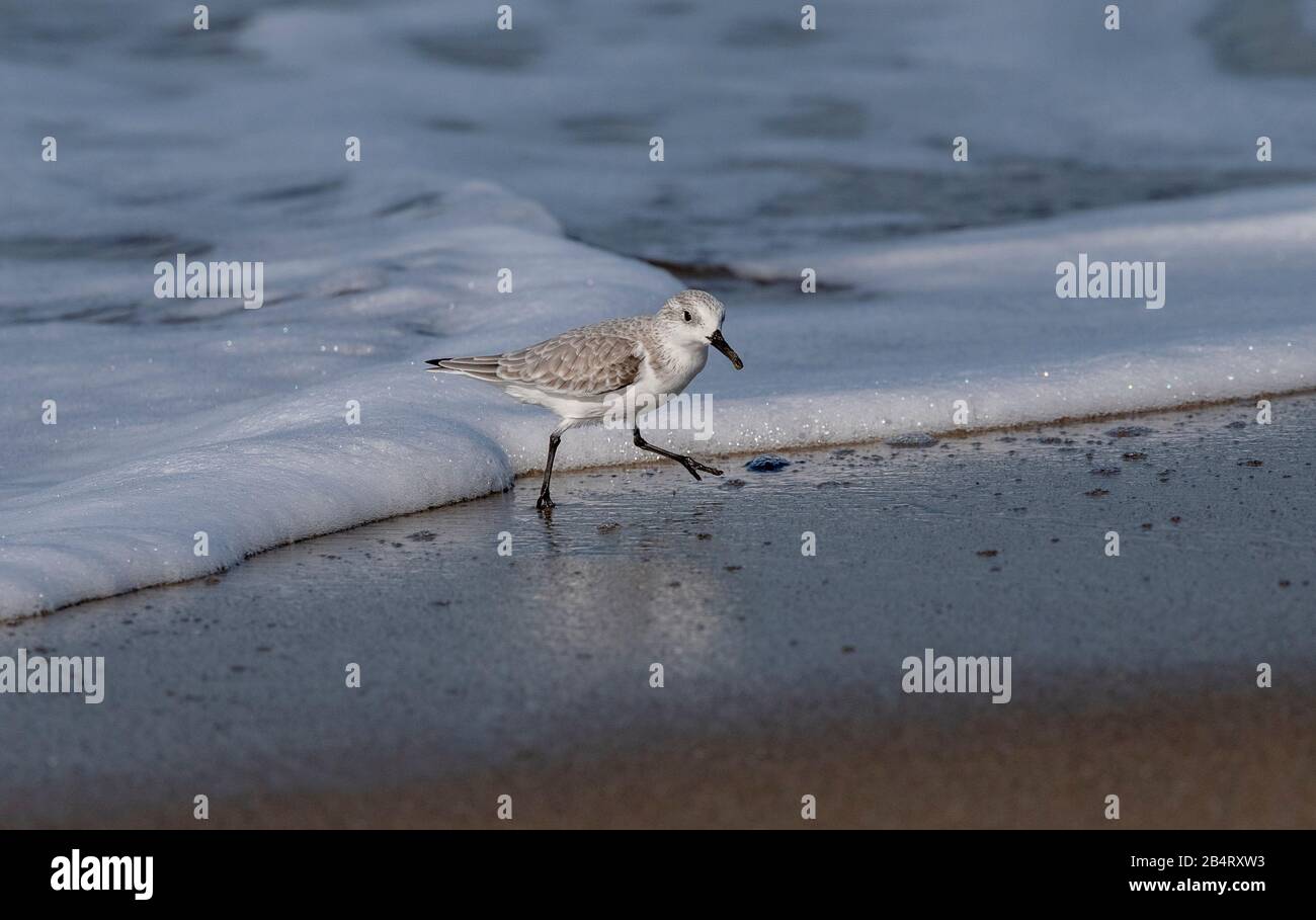 Sanderling, Calidris alba, la recherche de nourriture le long de la ligne de marée. Banque D'Images