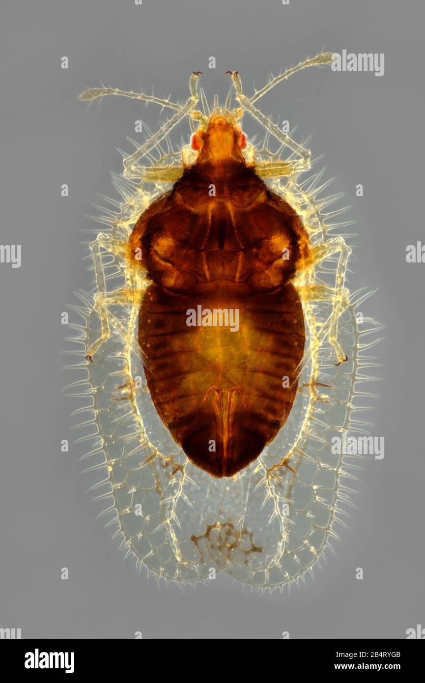 Tingis hystricellus, bug de dentelle Banque D'Images