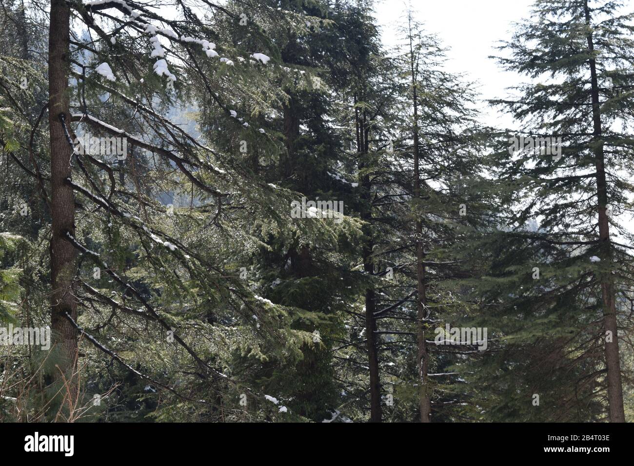 Belle vue sur les arbres verts couverts de neige Banque D'Images