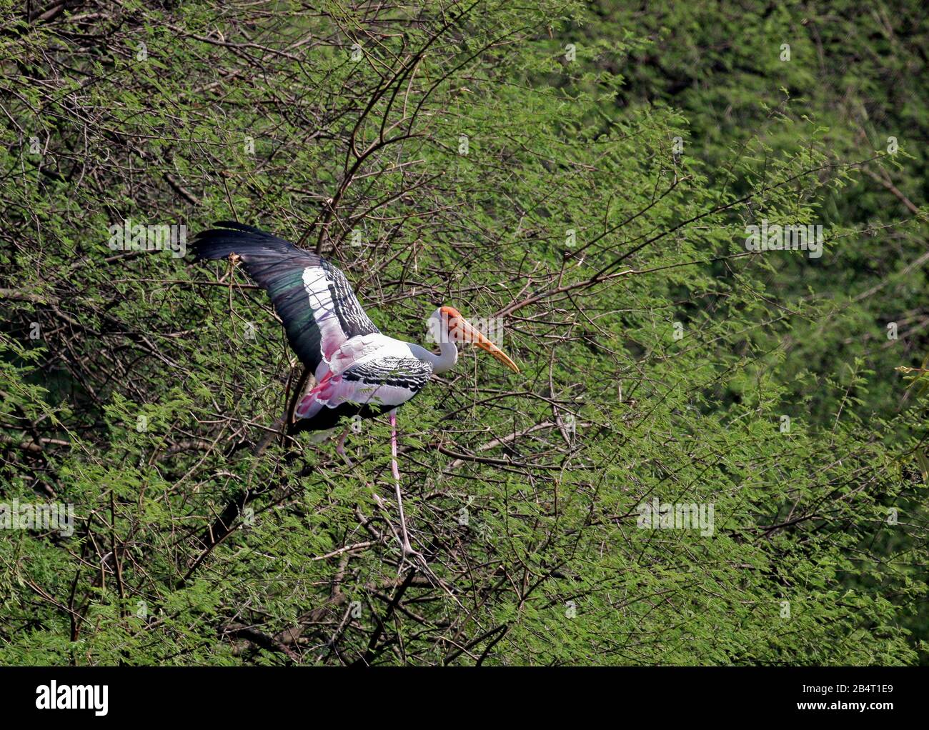 Photo De Stork Peinte Dans Le Sanctuaire D'Oiseaux De Vedanthangal (Tamil Nadu, Inde) Banque D'Images