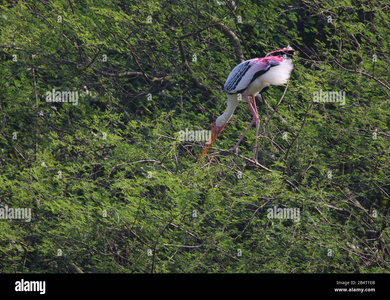 Photo De Stork Peinte Dans Le Sanctuaire D'Oiseaux De Vedanthangal (Tamil Nadu, Inde) Banque D'Images