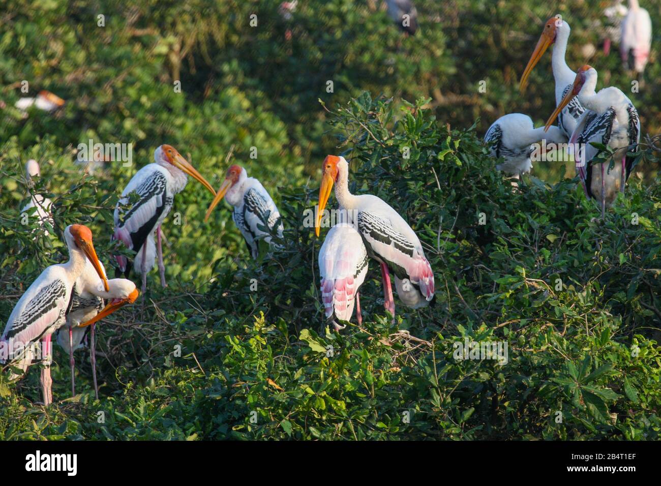 Photo De Stork Peinte Dans Le Sanctuaire D'Oiseaux De Vedanthangal (Tamil Nadu, Inde) Banque D'Images