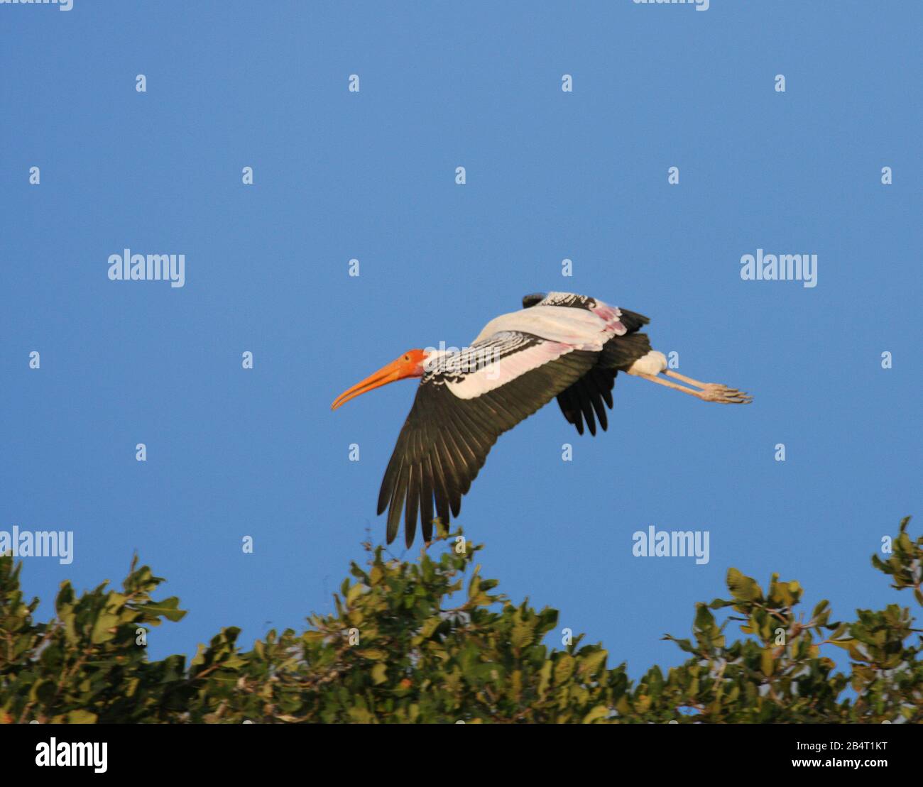 Photo De Stork Peinte Dans Le Sanctuaire D'Oiseaux De Vedanthangal (Tamil Nadu, Inde) Banque D'Images