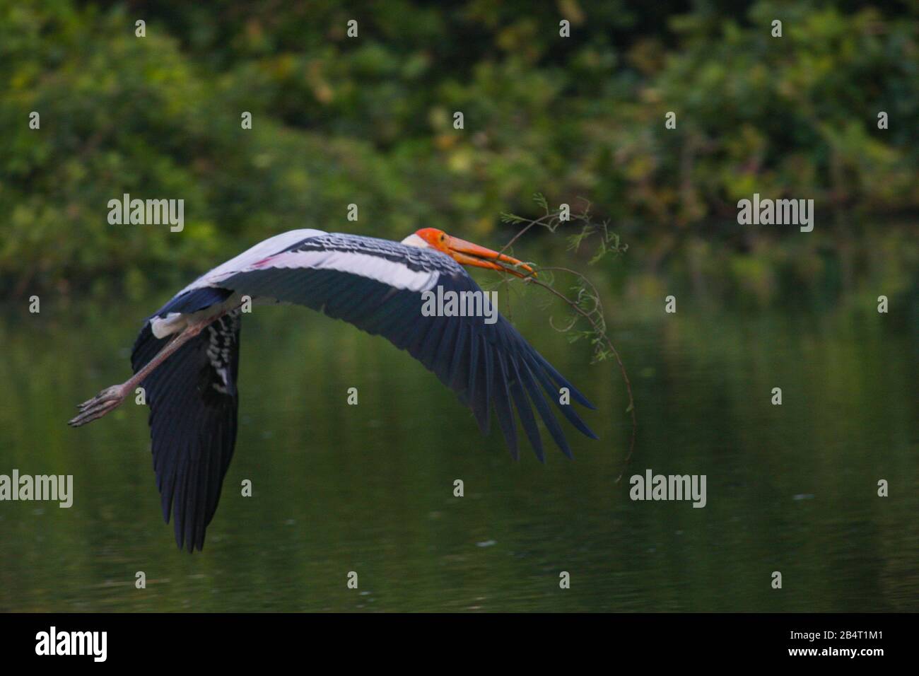 Photo De Stork Peinte Dans Le Sanctuaire D'Oiseaux De Vedanthangal (Tamil Nadu, Inde) Banque D'Images
