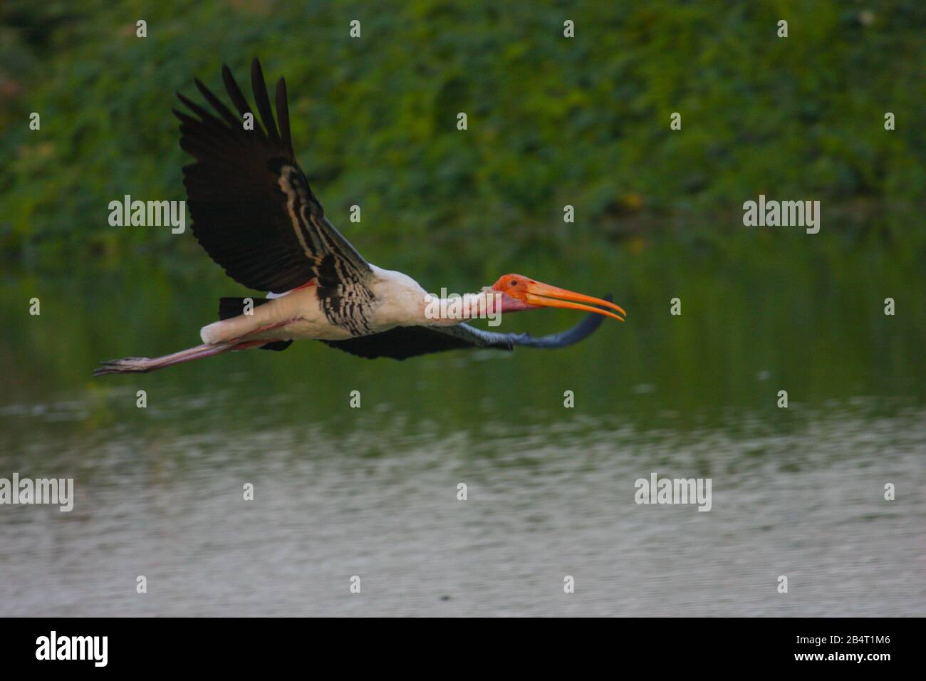 Photo De Stork Peinte Dans Le Sanctuaire D'Oiseaux De Vedanthangal (Tamil Nadu, Inde) Banque D'Images