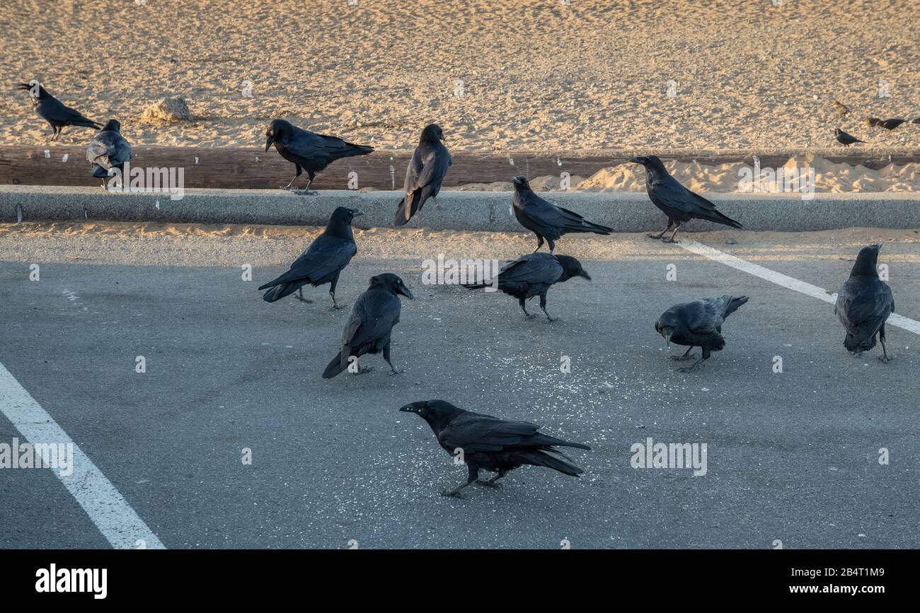 Raven, Corvus corax, se nourrissant autour du parking côtier, avant le roost en soirée. Californie. Banque D'Images