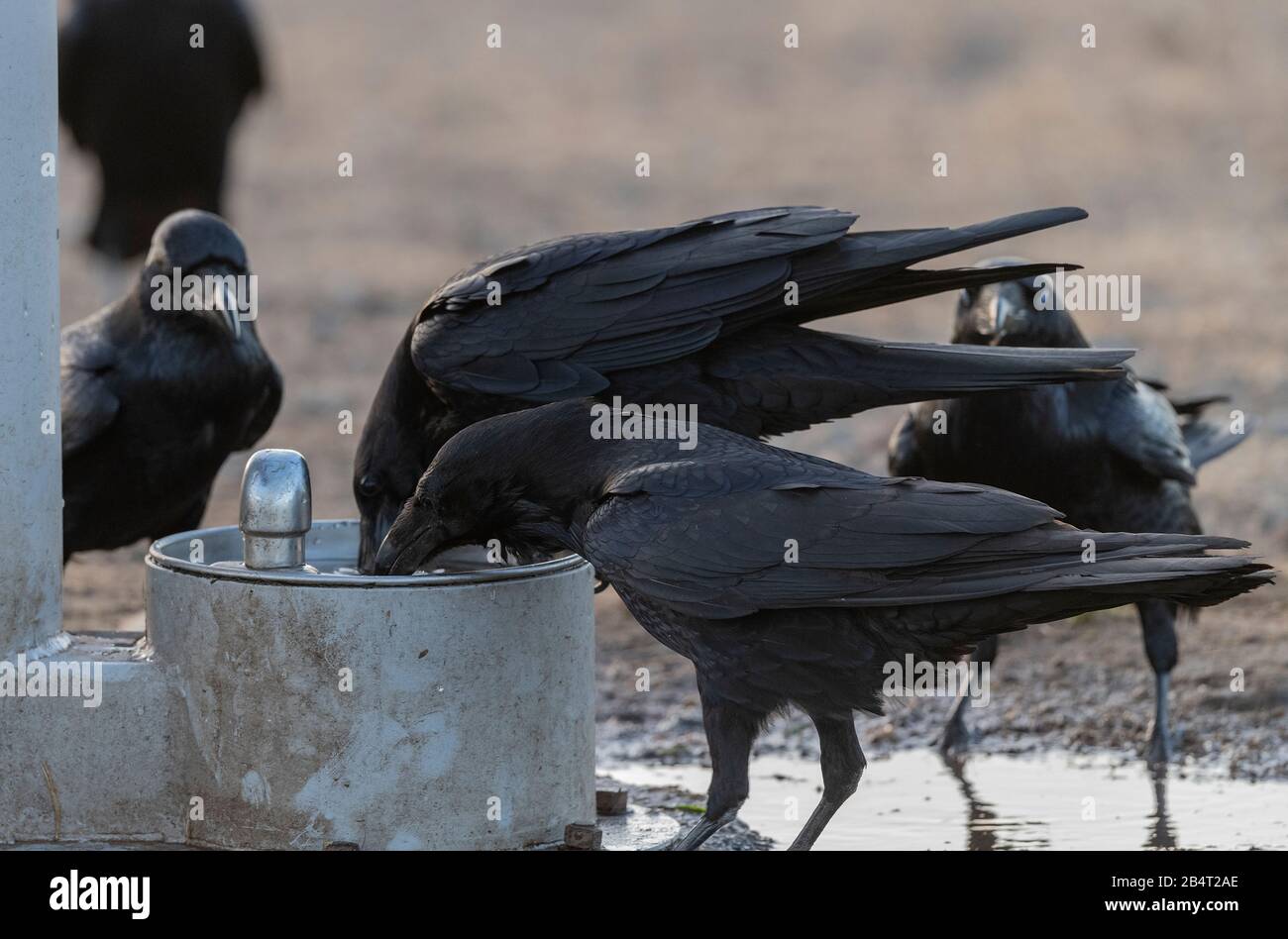 Raven, Corvus corax, boire à l'arrivée d'eau dans le parking, avant le repos du soir. Californie. Banque D'Images