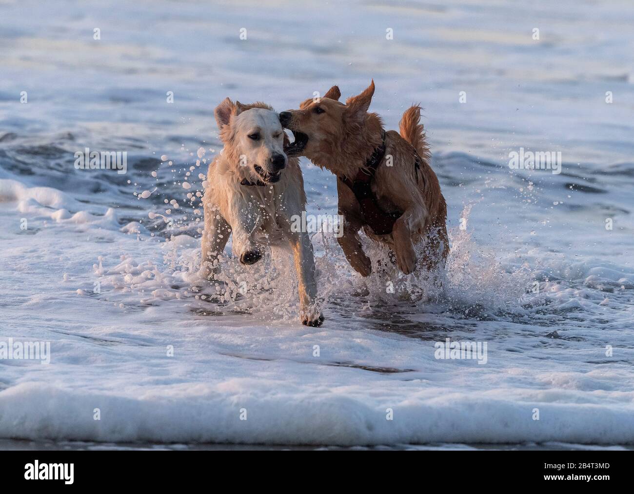 Chiens jouant dans le surf sur une soirée ensoleillée. Banque D'Images