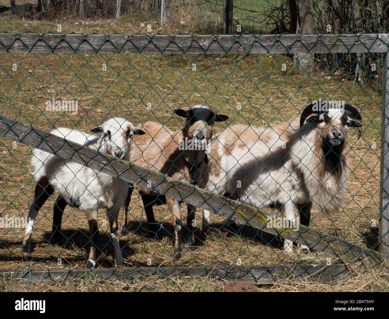 Groupe de chèvres dans le pâturage derrière une clôture Photo Stock - Alamy