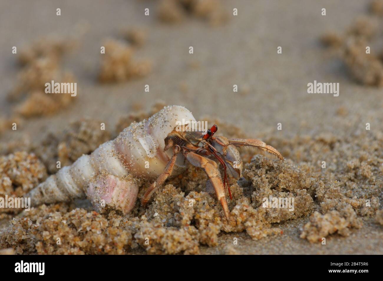 Un escargot de mer marchant sur le sable de Paradise Beach (Pondichéry, Inde) Banque D'Images