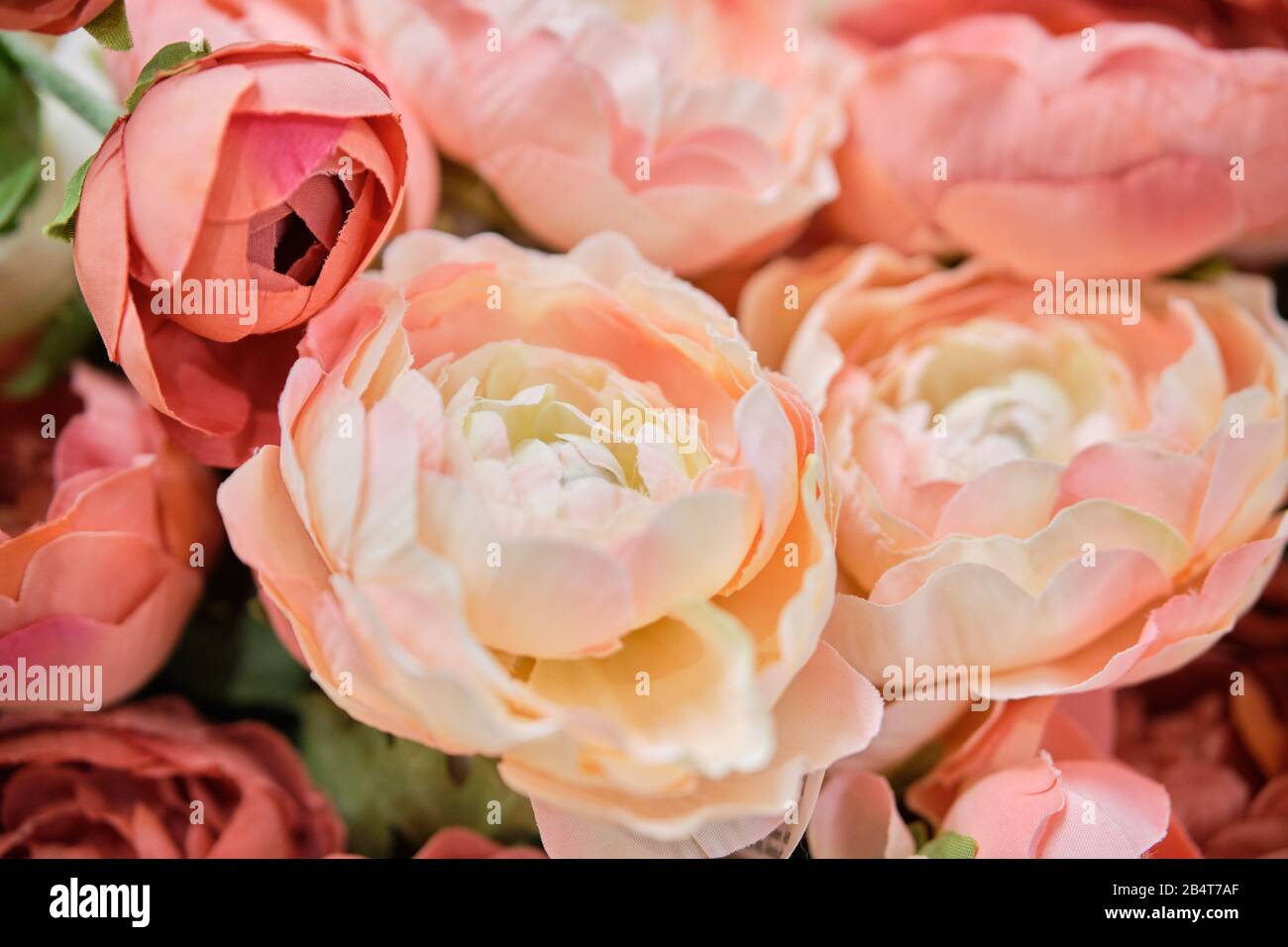 Un bouquet de belles pivoines de différentes couleurs. Gros plan. Banque D'Images