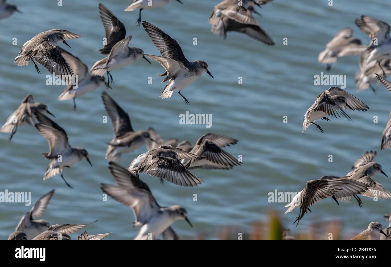 Western sandpiper, Calidris mauri, affluent sur la rive du Parc national Mclaughlin Eastshore, Californie Banque D'Images