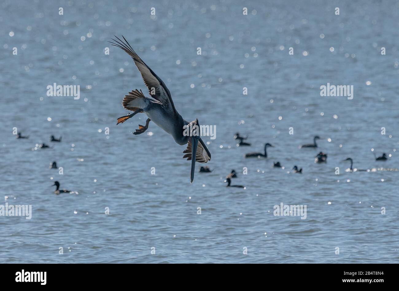 Pélicans bruns, pécanus occidentalis en vol, plongée pour la nourriture; plumage d'hiver; côte californienne. Banque D'Images