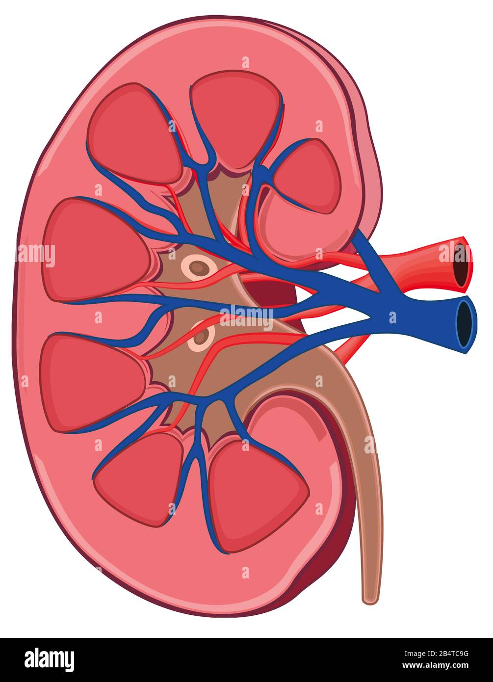 biologie rénale anatomie des organes rénaux illustration Banque D'Images