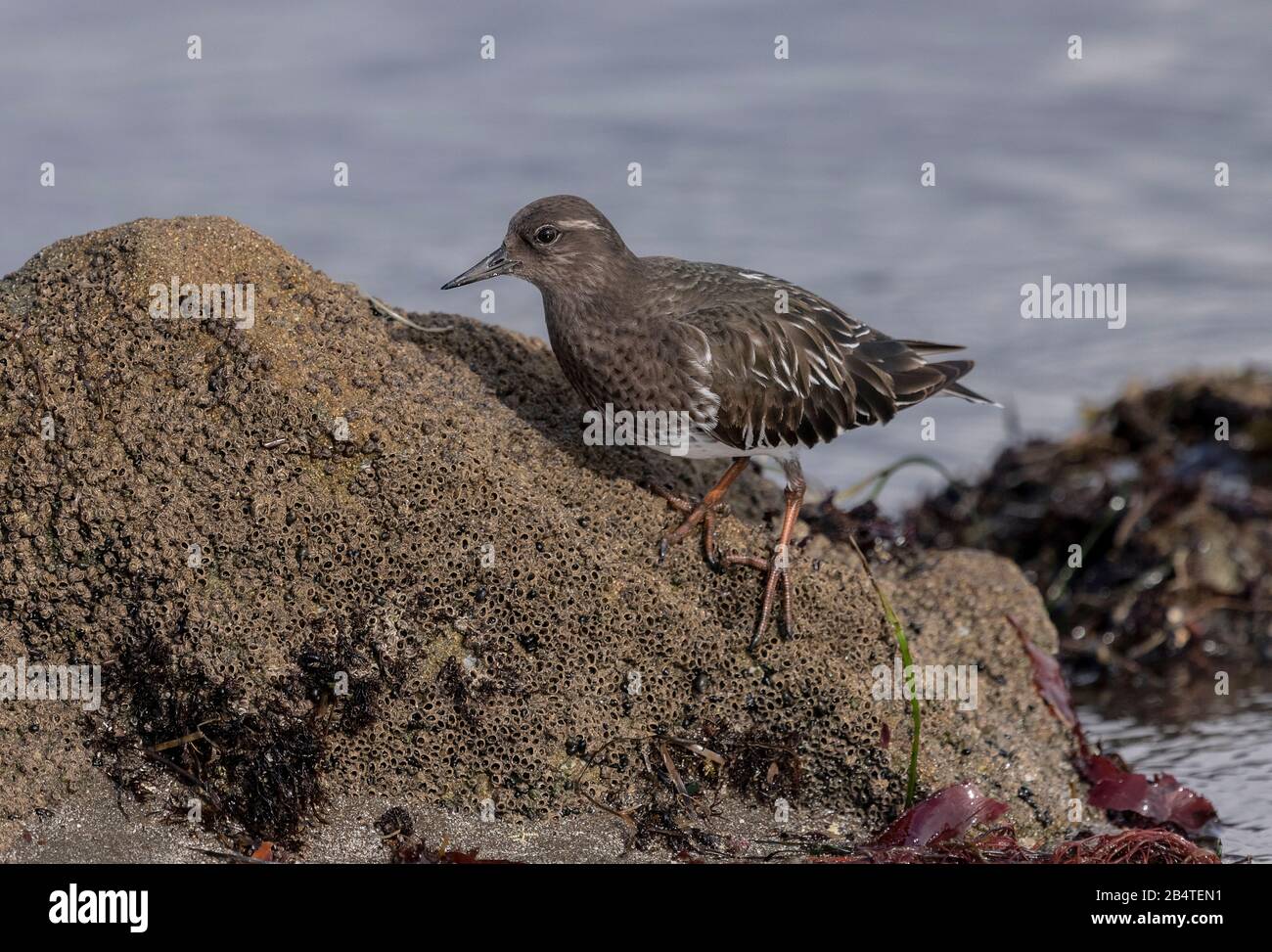 Black turnstone, Arenaria melanocephala, se nourrissant le long des côtes rocheuses, en plumage d'hiver. Californie. Banque D'Images