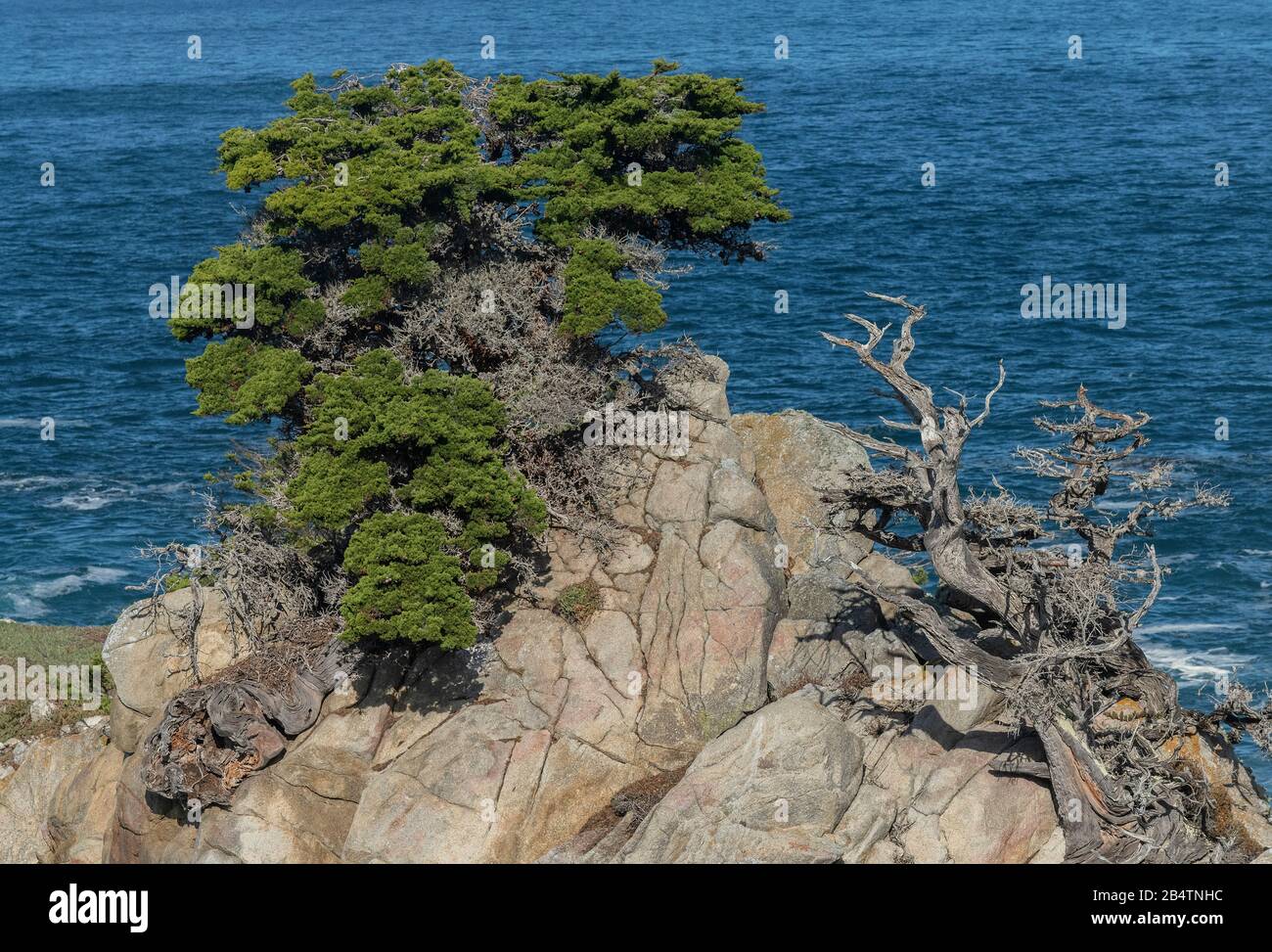 Monterey cypress, Hesperocyparis macrocarpa, arbres sur point Lobos, l'un des deux seuls sites indigènes, avec l'océan Pacifique au-delà. Californie Banque D'Images