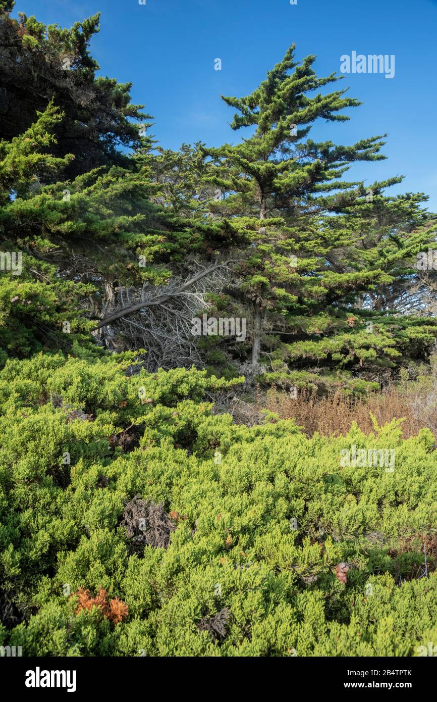 Monterey cypress, Hesperocyparis macrocarpa, arbres sur point Lobos, l'un des deux seuls sites indigènes; Californie Banque D'Images