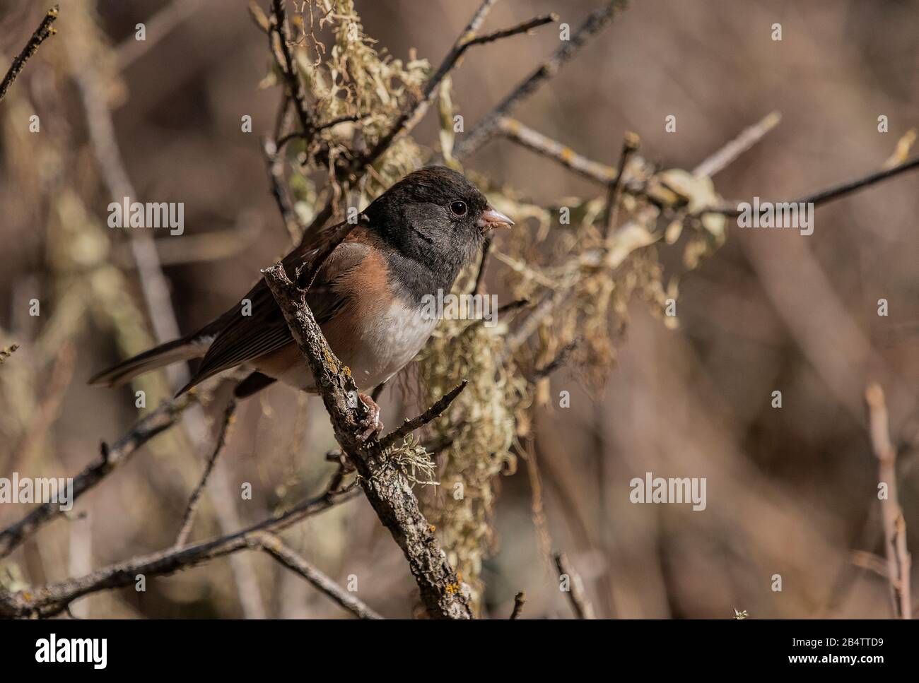 junco aux yeux sombres, Junco hyemalis, dans le broussailles côtières, Momterey. Banque D'Images