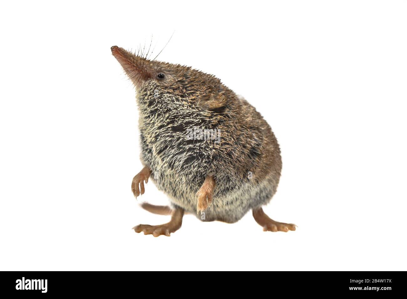 La souris eurasienne pygmy shrew (Sorex minutus) est sur fond blanc. C'est l'un des plus petits mammifères au monde. Banque D'Images