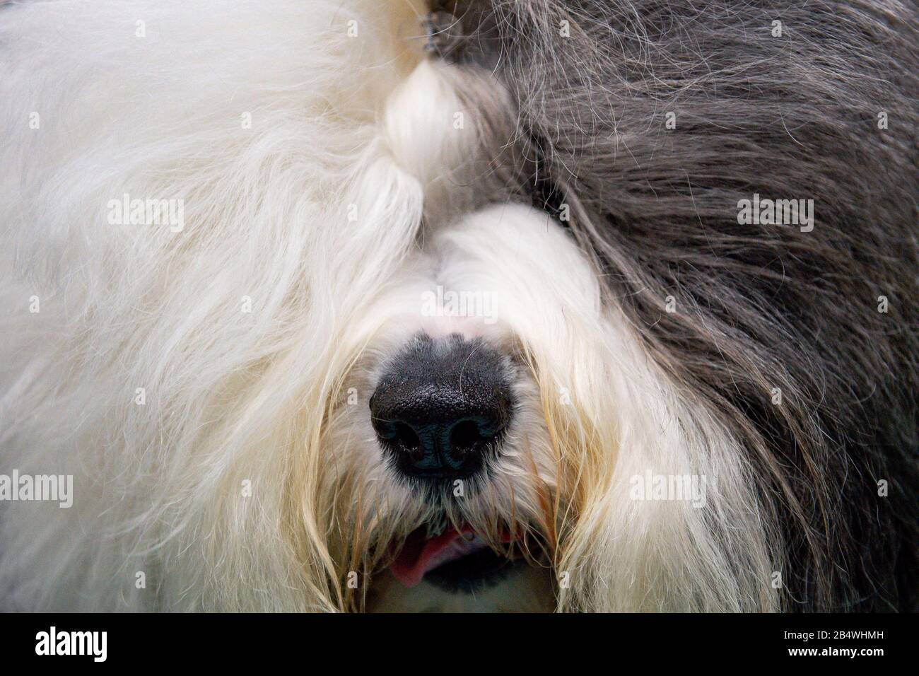 Un vieux chien de berger anglais au Centre d'exposition national de Birmingham (NEC) pour le troisième jour du spectacle de chiens Crufts. Banque D'Images