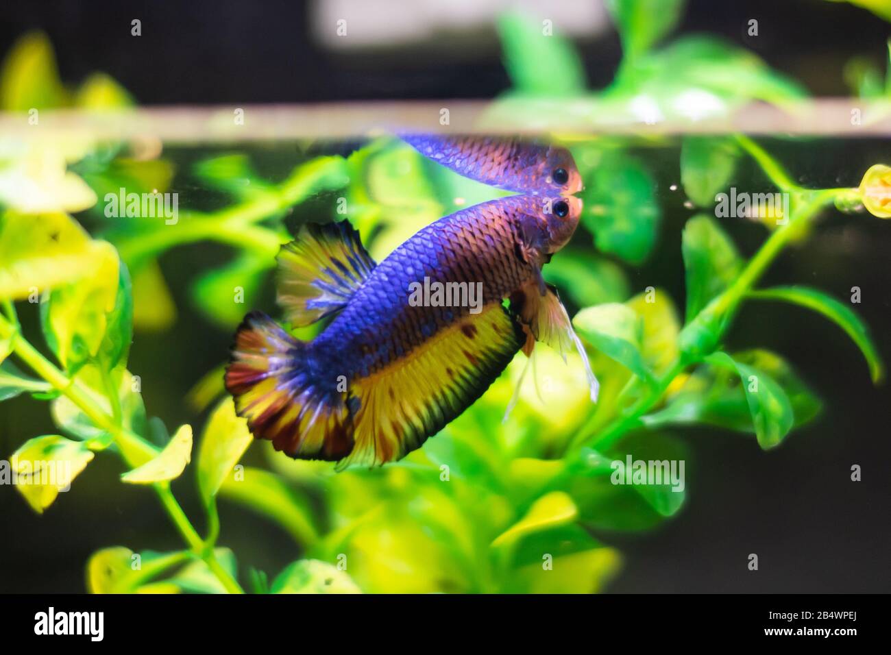 Demi-lune les poissons de Betta atteignant la surface avec un fond végétal Banque D'Images