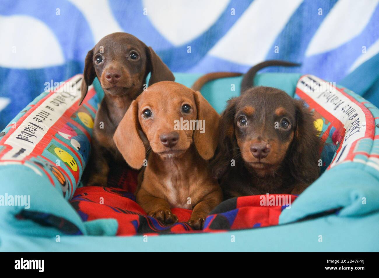 Photo de groupe de 3 dachshund assis sur un lit tout en regardant l'appareil photo Banque D'Images